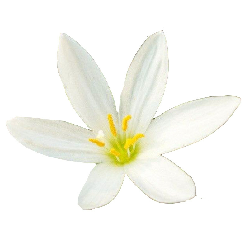  阳台花园风雨兰小盆栽葱兰花苗植物花卉绿植韭菜兰花室内室外庭院