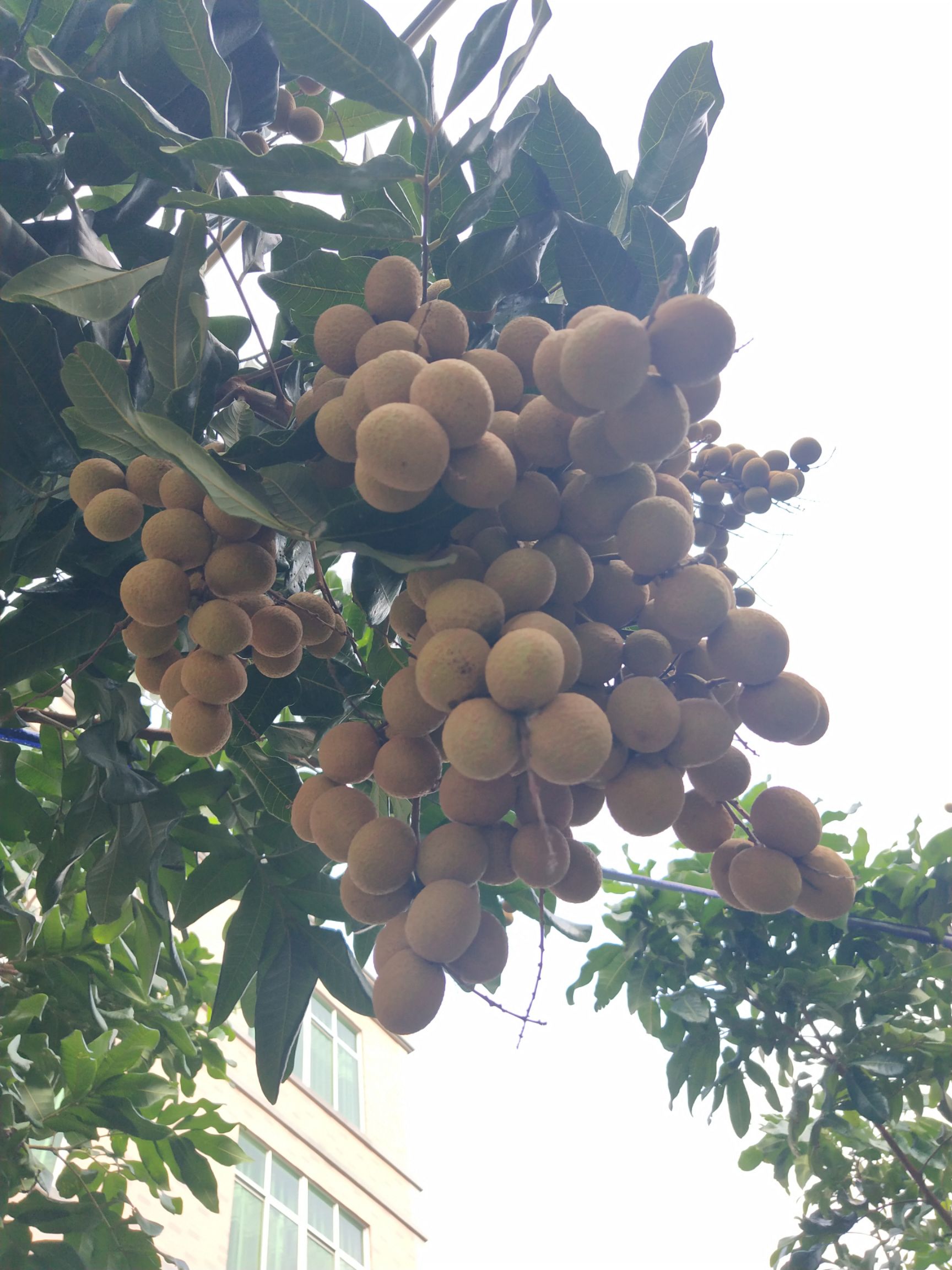 桂圆肉  桂圆自家直销