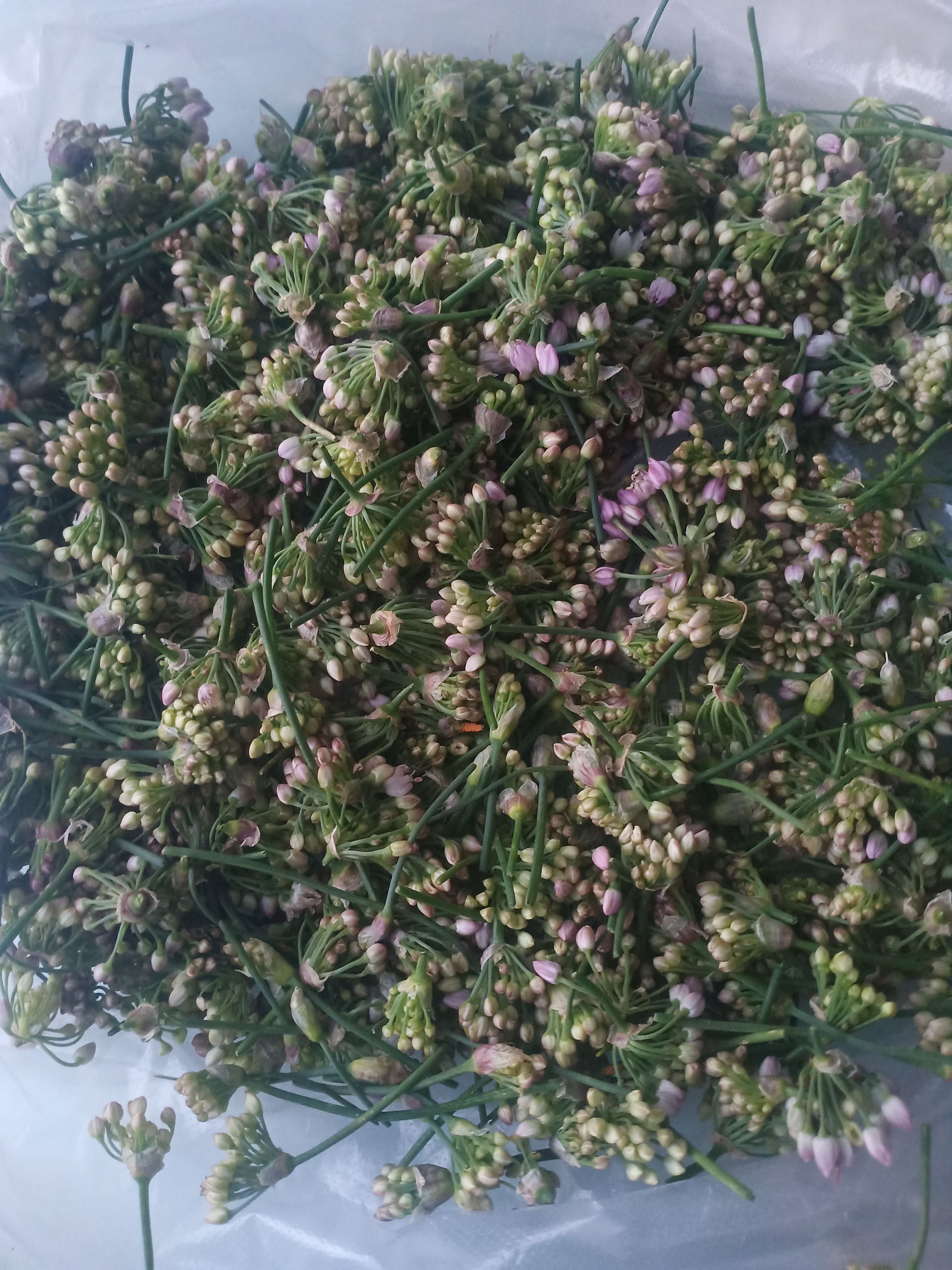 麻麻花，摘蒙花