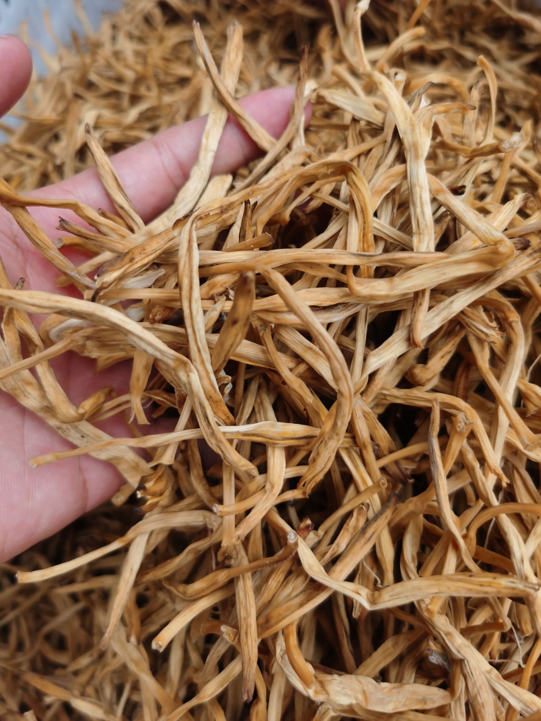 新鲜黄花菜  干黄花菜 2021大同黄花  产地直供 农户菜无硫肉肥品质高