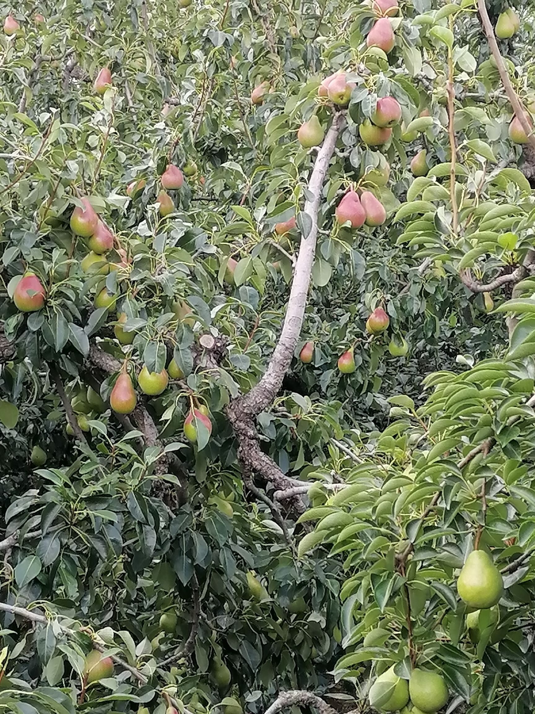 【推荐】烟台山地特产、一面红梨（伏梨）现在大量上市中！