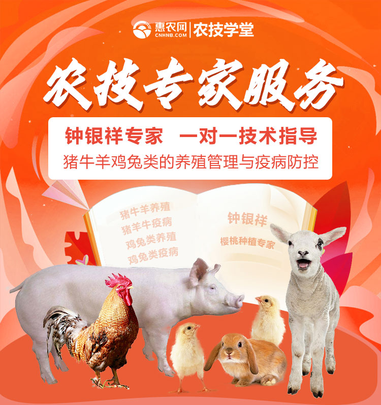 禽畜养殖技术 畜牧养殖，疾病防控专家，钟银祥研究员。