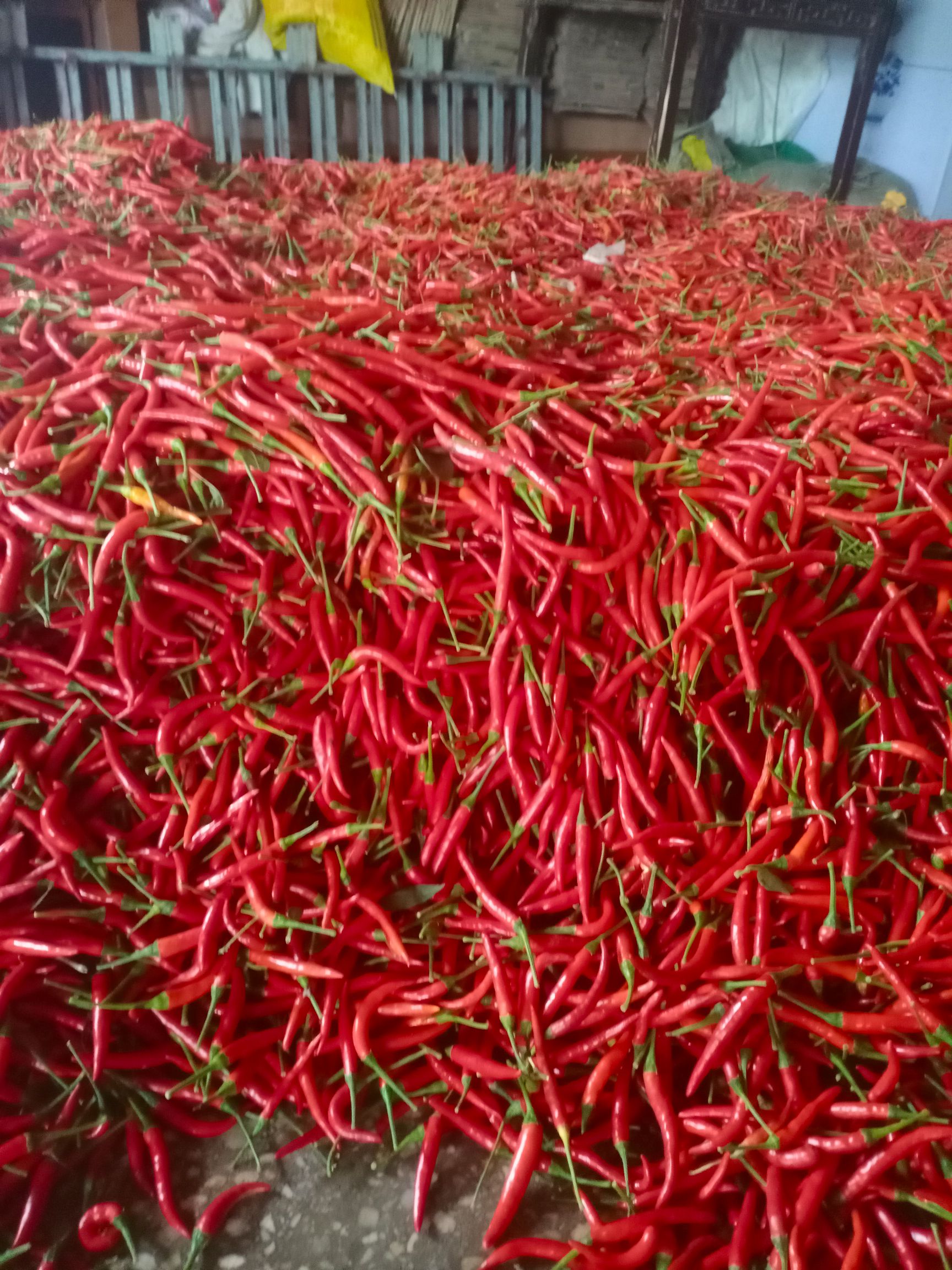 霞光果蔬  电商货小米椒  产地直供