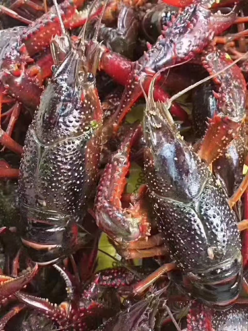 江苏小龙虾 硬规格，常年供应小，中，大龙虾，物美价廉！！