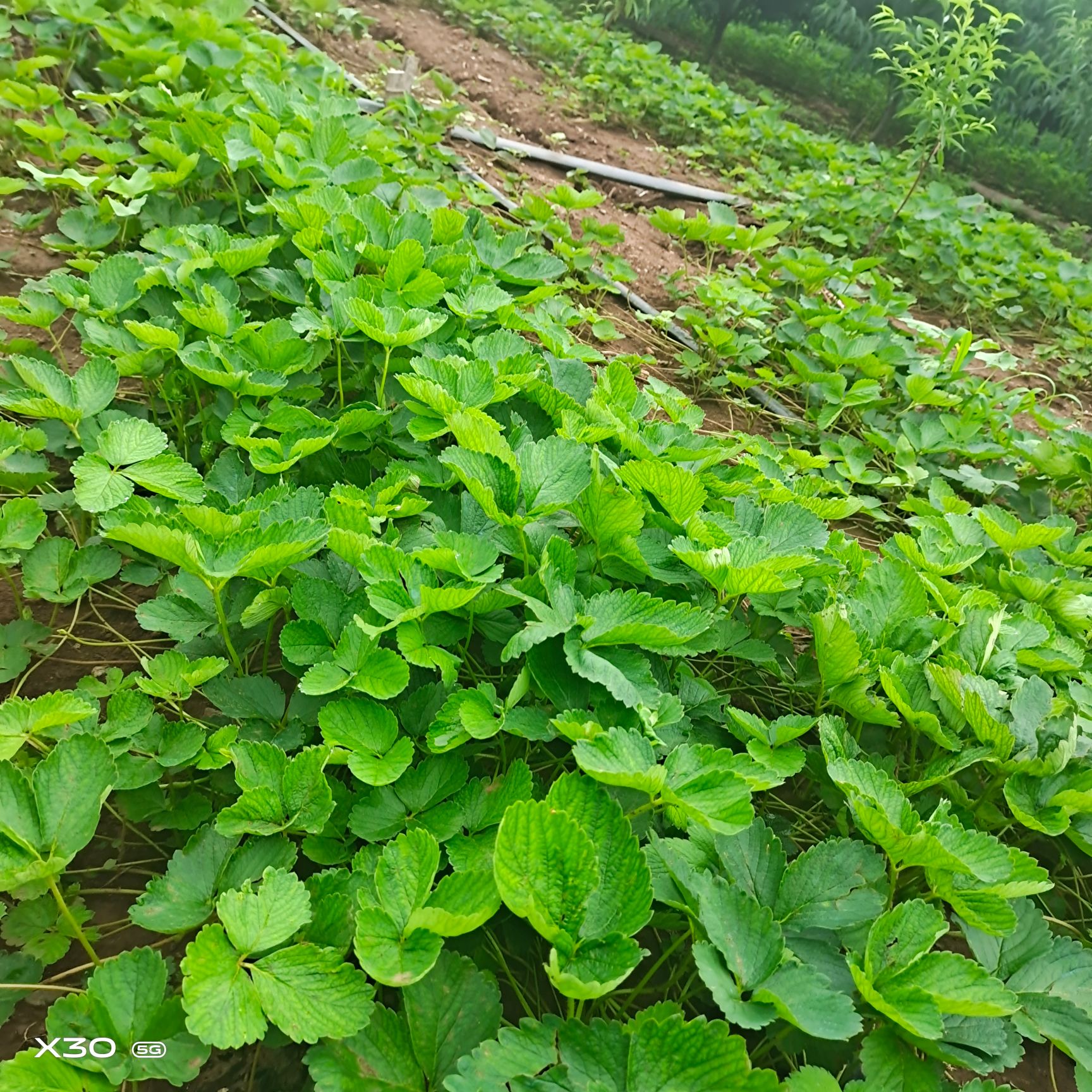 香野草莓苗，甜宝，三叶一心，健壮无病苗。该品种目前不死苗。