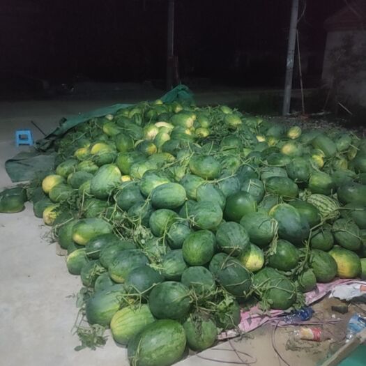 亳州西农西瓜  西瓜即将上市，提前预售，品种多，麒麟，8424欢迎前来采购