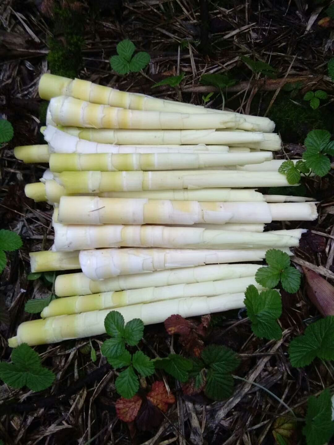 春笋 云南丽江竹笋