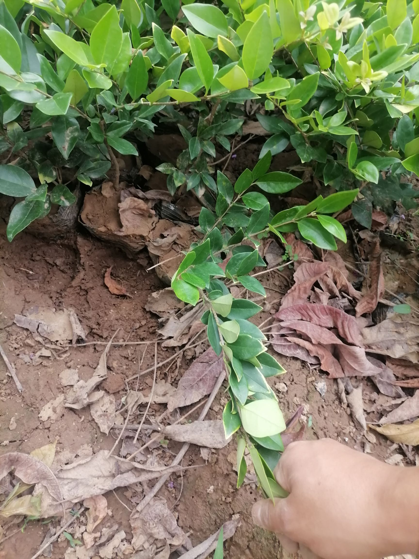  金森女贞营养钵