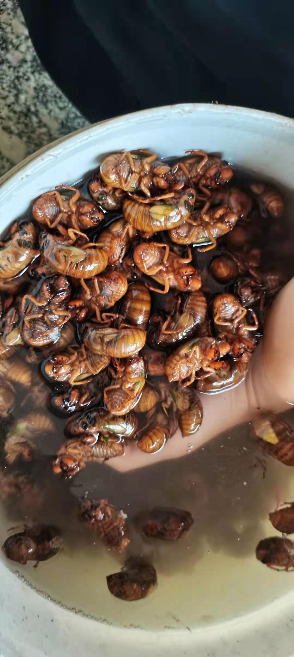  新发现，河南百亩金蝉种养加工基地