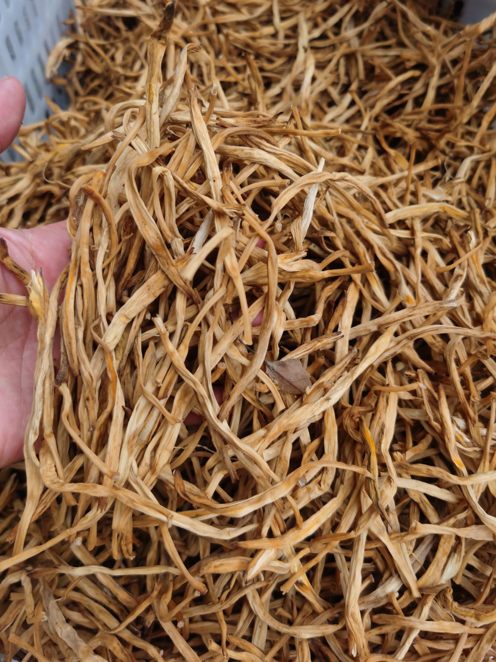 新鲜黄花菜  干黄花菜 2021大同黄花  产地直供 农户菜无硫肉肥品质高