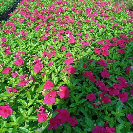 揭阳长春花（红花，粉花，紫花）四季开花