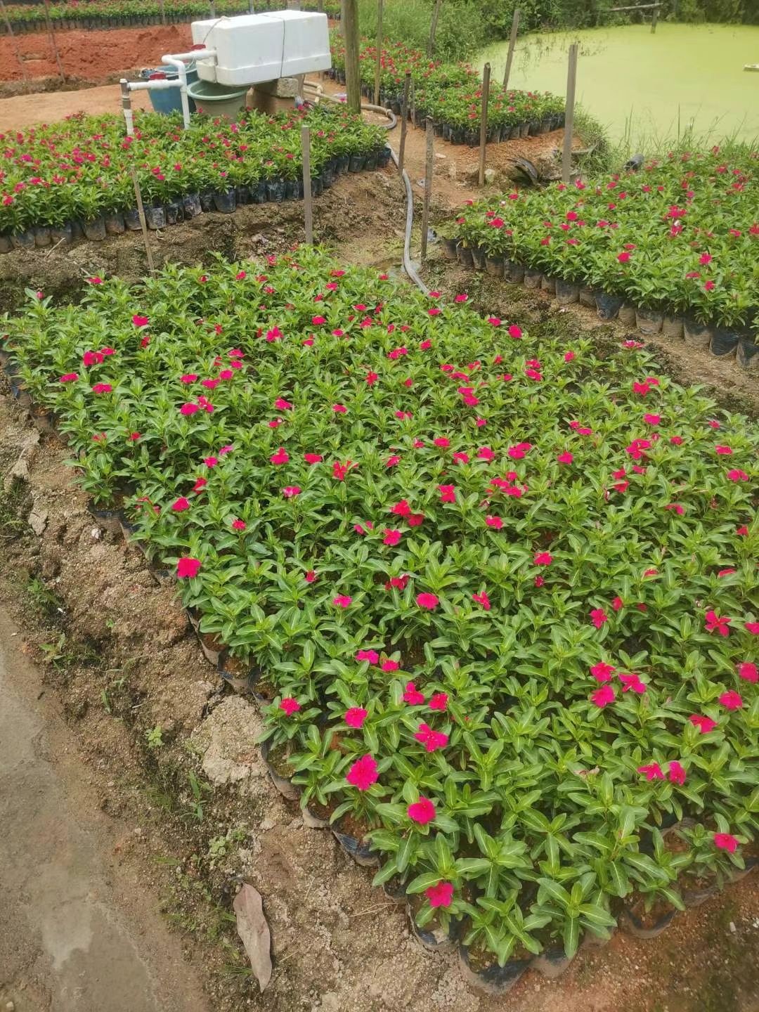 长春花（红花，粉花，紫花）四季开花