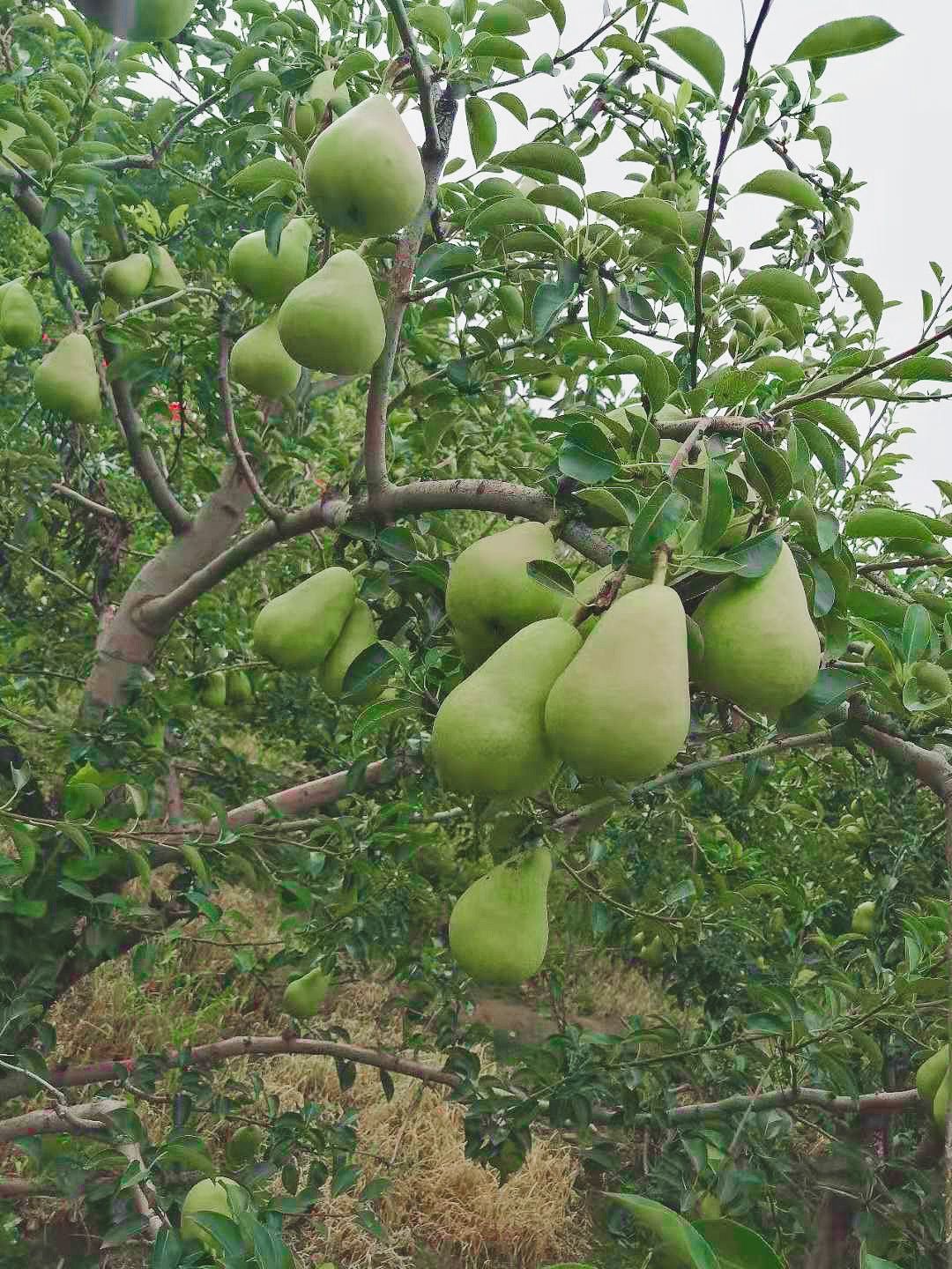 河北早巴梨新上市，软糯香甜，果农直供