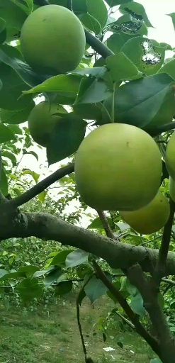  砀山黄冠青梨，翠玉，518.梨大量上市，有需要的新老客户联系