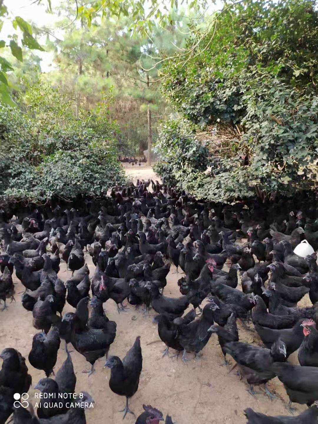 麻鸡 土鸡黑母鸡