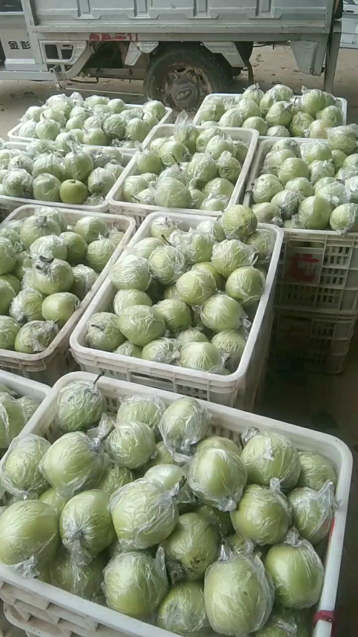 皇冠梨 膜袋皇冠，皮薄汁多糖份高，纯绿色无公害管理，货好价低