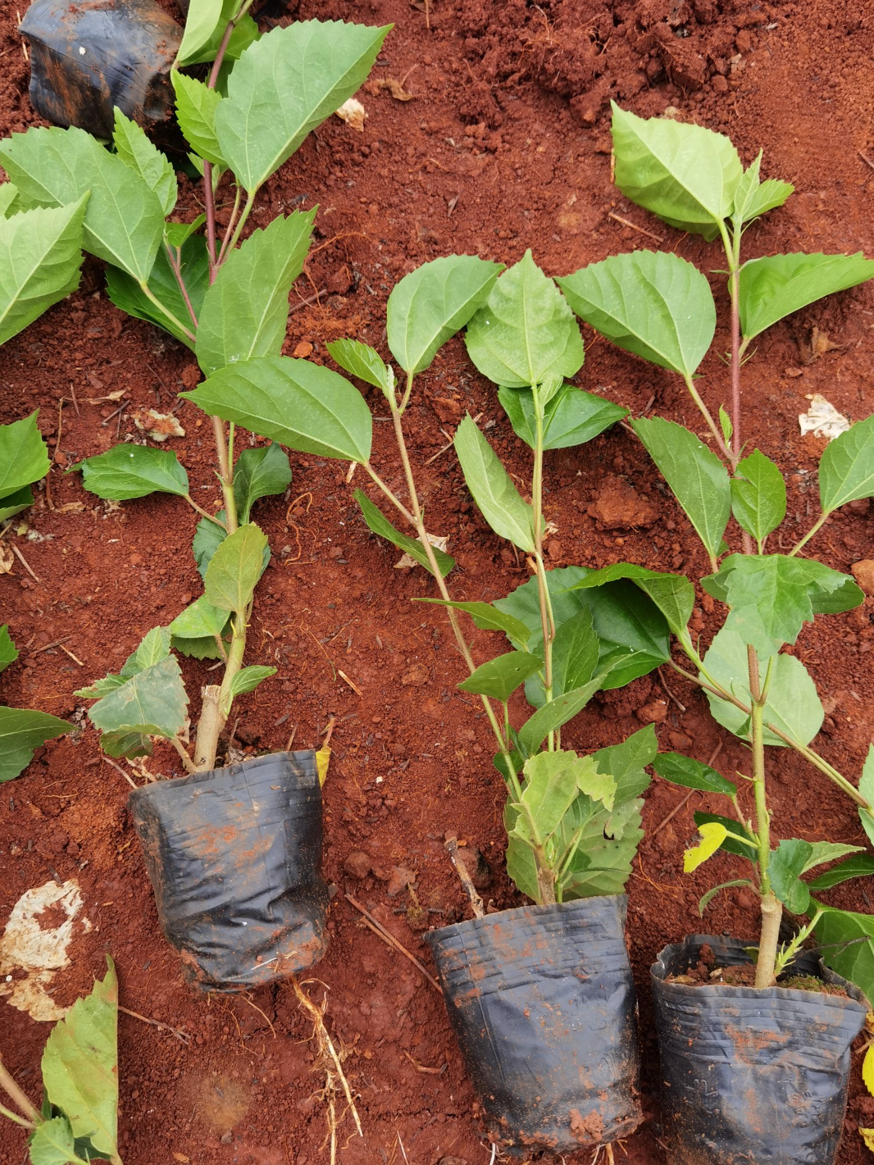 朱槿  扶桑小苗 扶桑花，