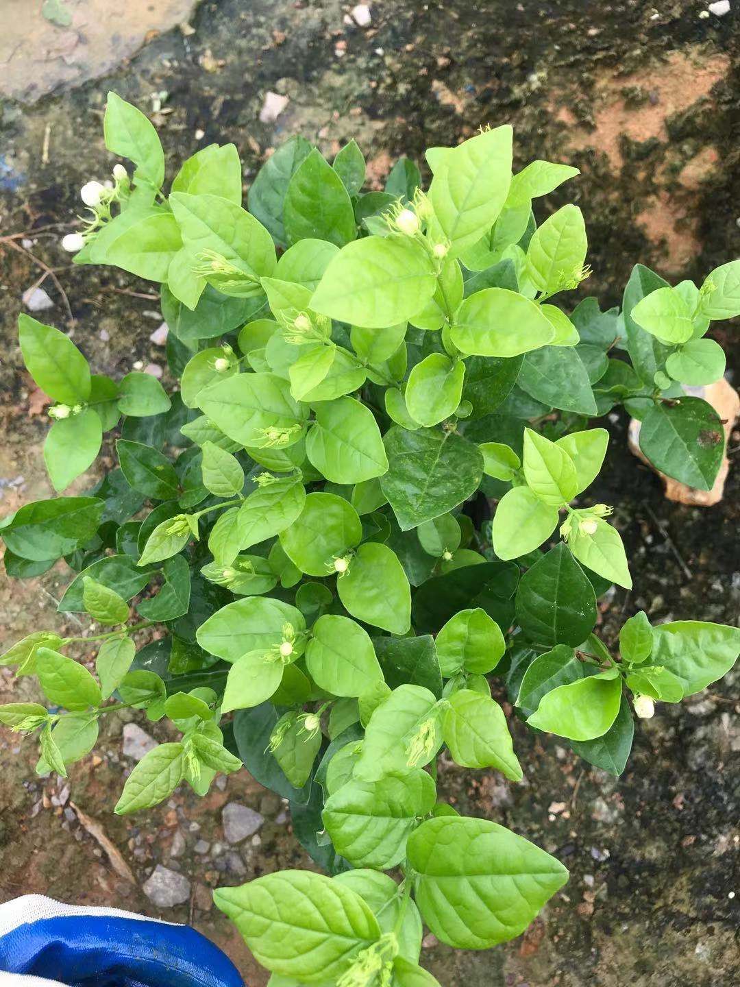 白色茉莉  好一朵美丽的茉莉花