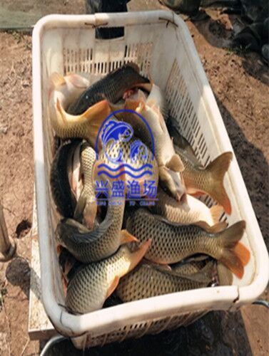 黄鲤鱼 池塘优质大鲤鱼供应