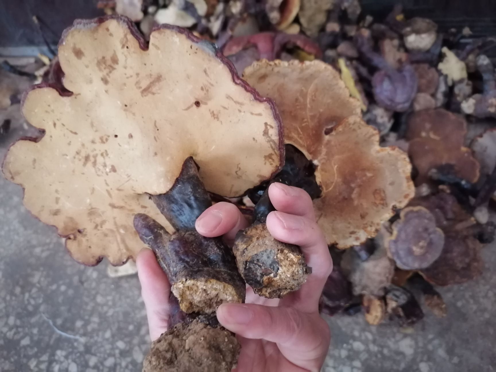 赤灵芝  山上自采的灵芝