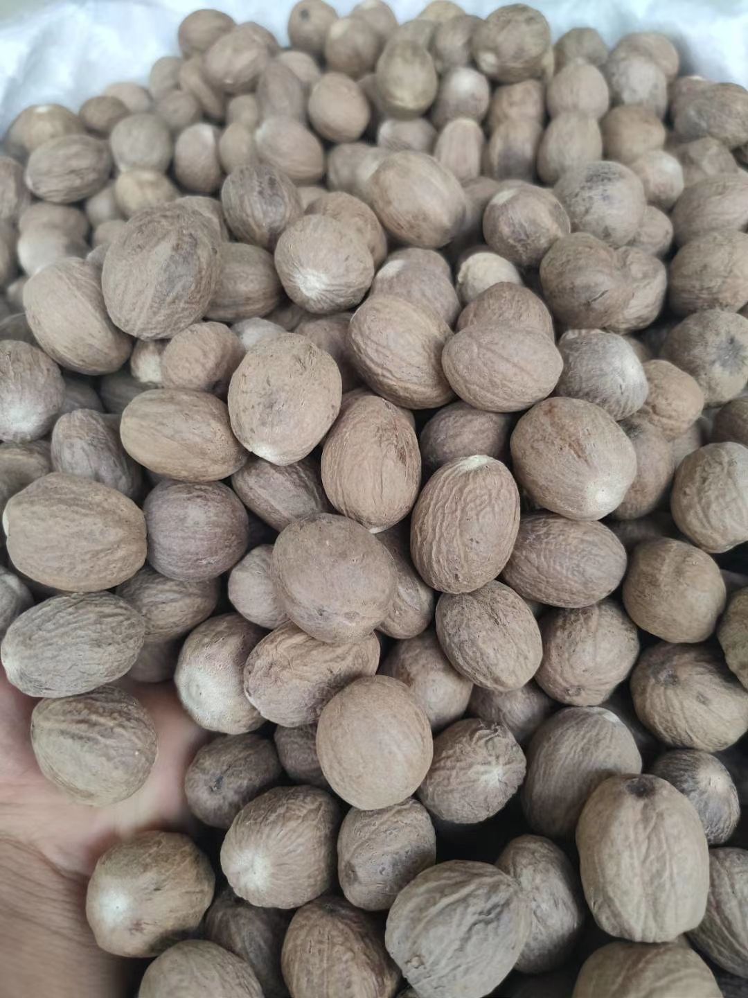 肉蔻 肉豆蔻 各种香辛料批发 中药材大全
