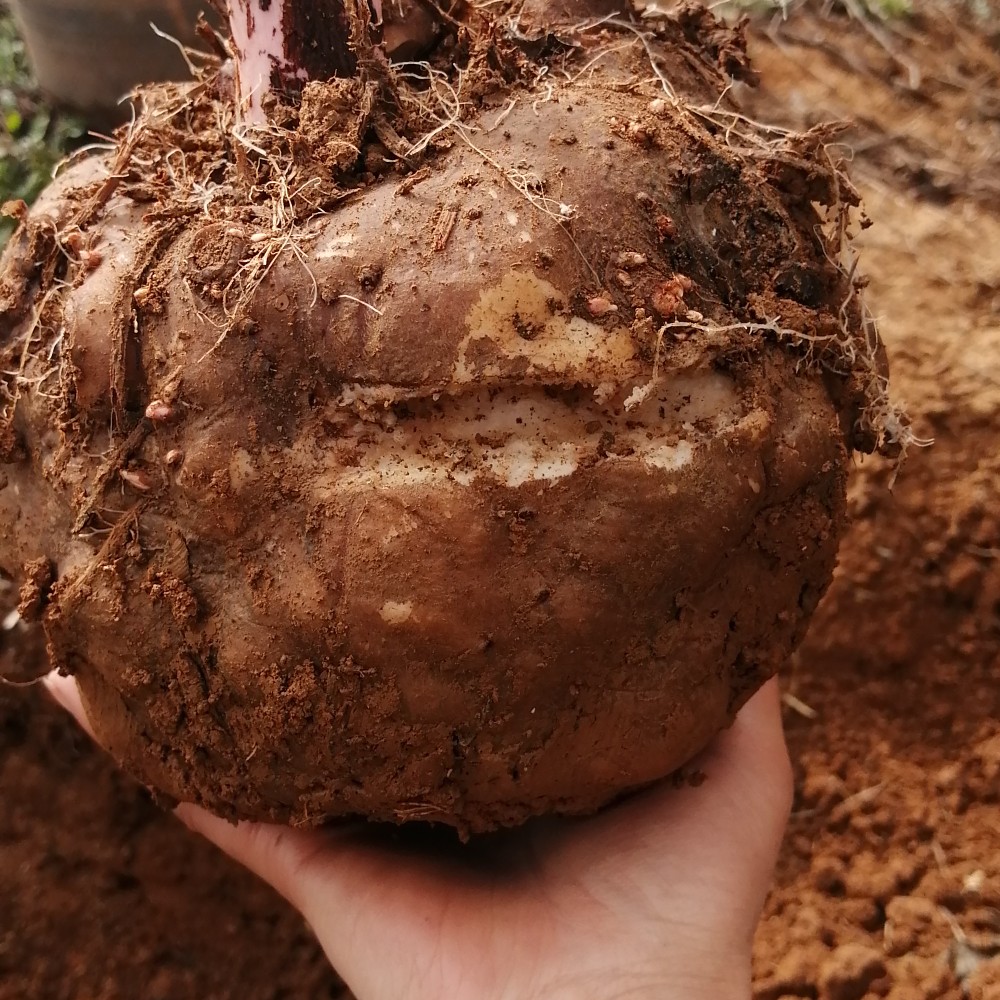 花魔芋  鲜魔芋