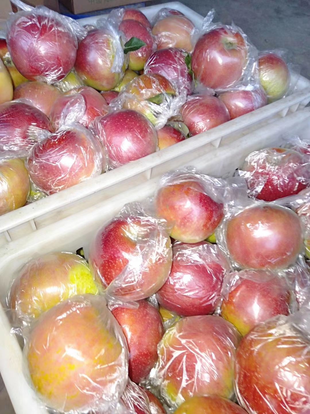 美八苹果 山东省临沂市沂水县 膜袋 片红