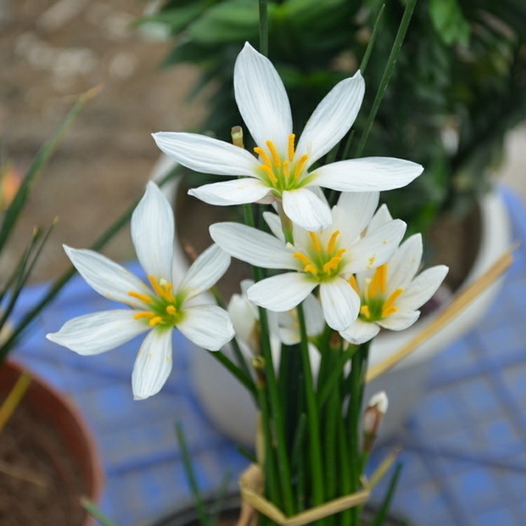  阳台花园风雨兰小盆栽葱兰花苗植物花卉绿植韭菜兰花室内室外庭院