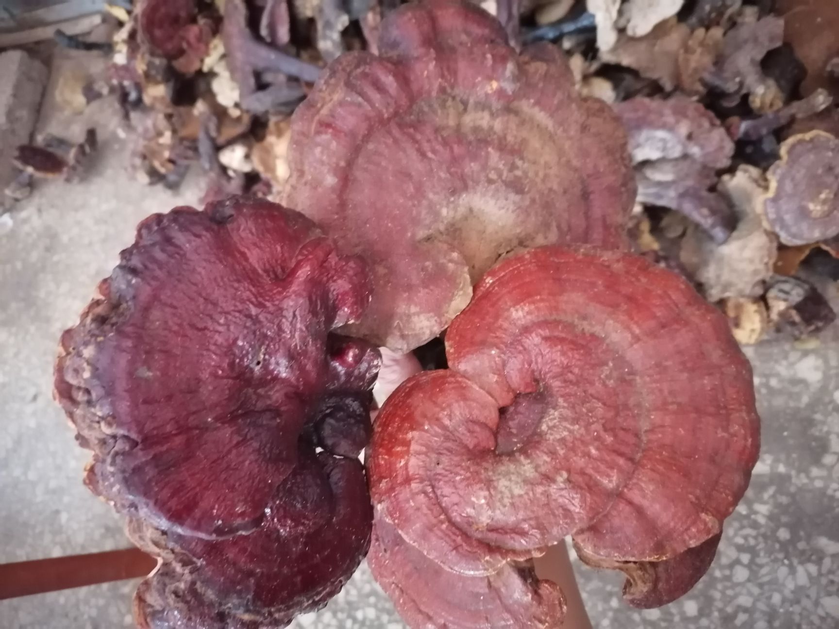 赤灵芝  山上自采的灵芝