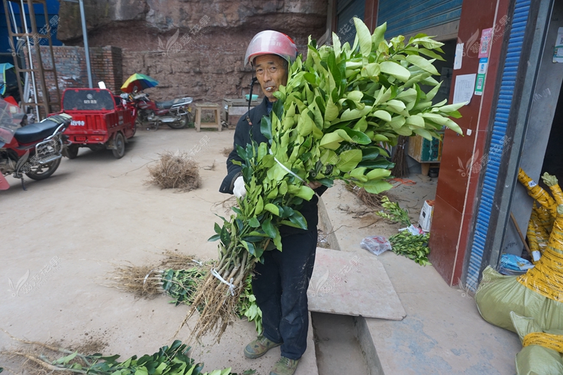 四川琯溪蜜柚苗 柚子嫁接苗 现挖保湿发货包技术高成活率