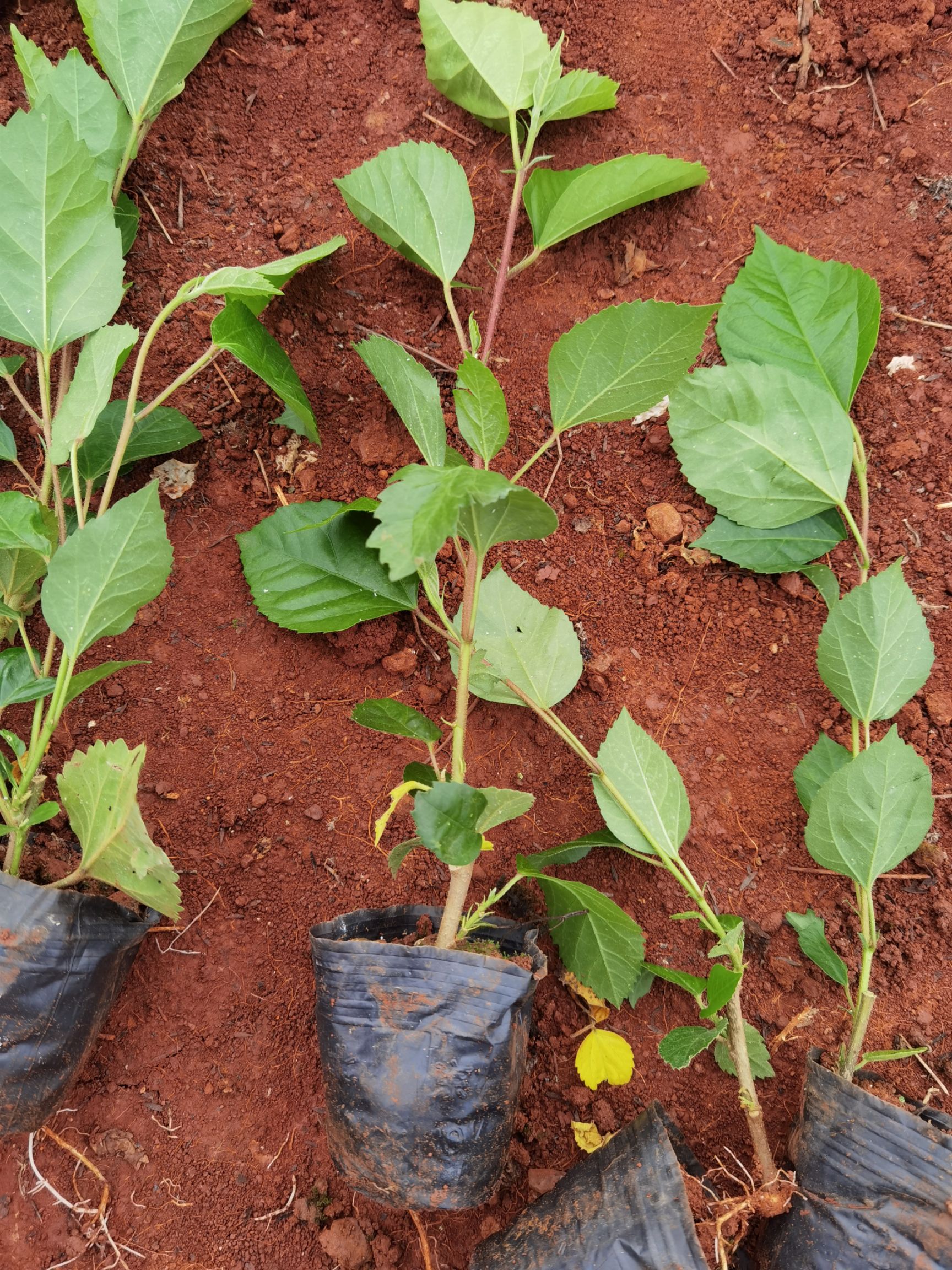 朱槿  扶桑小苗 扶桑花，