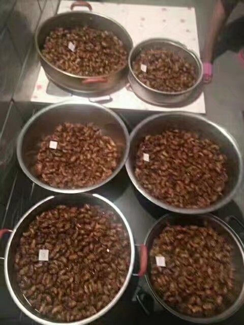 灵宝网红小金蝉