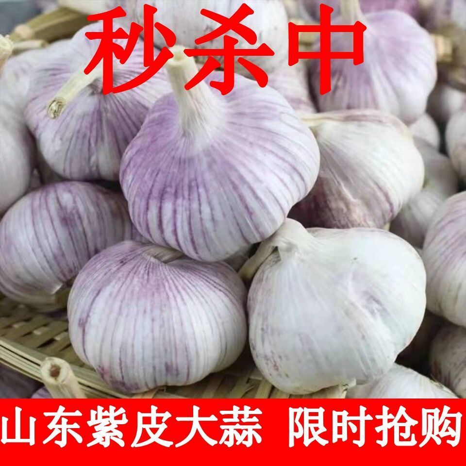 红皮蒜  超低价抢购新蒜干蒜大头蒜批发山东紫皮蒜。