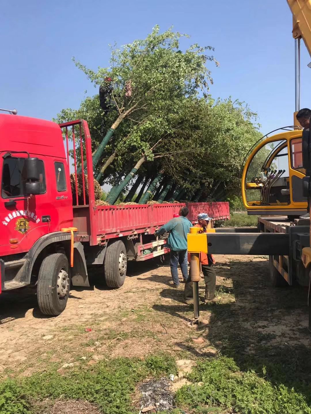 供应三角枫 三角枫价格 全冠精品三角枫树苗