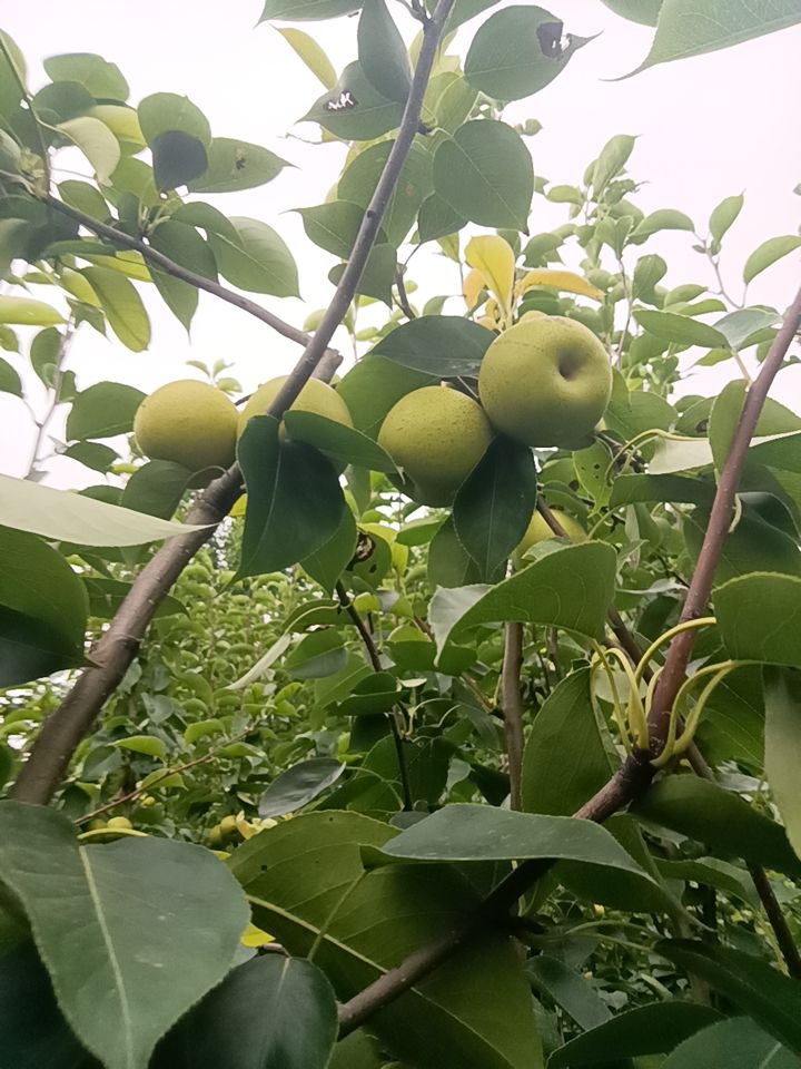  砀山黄冠青梨，翠玉，518.梨大量上市，有需要的新老客户联系