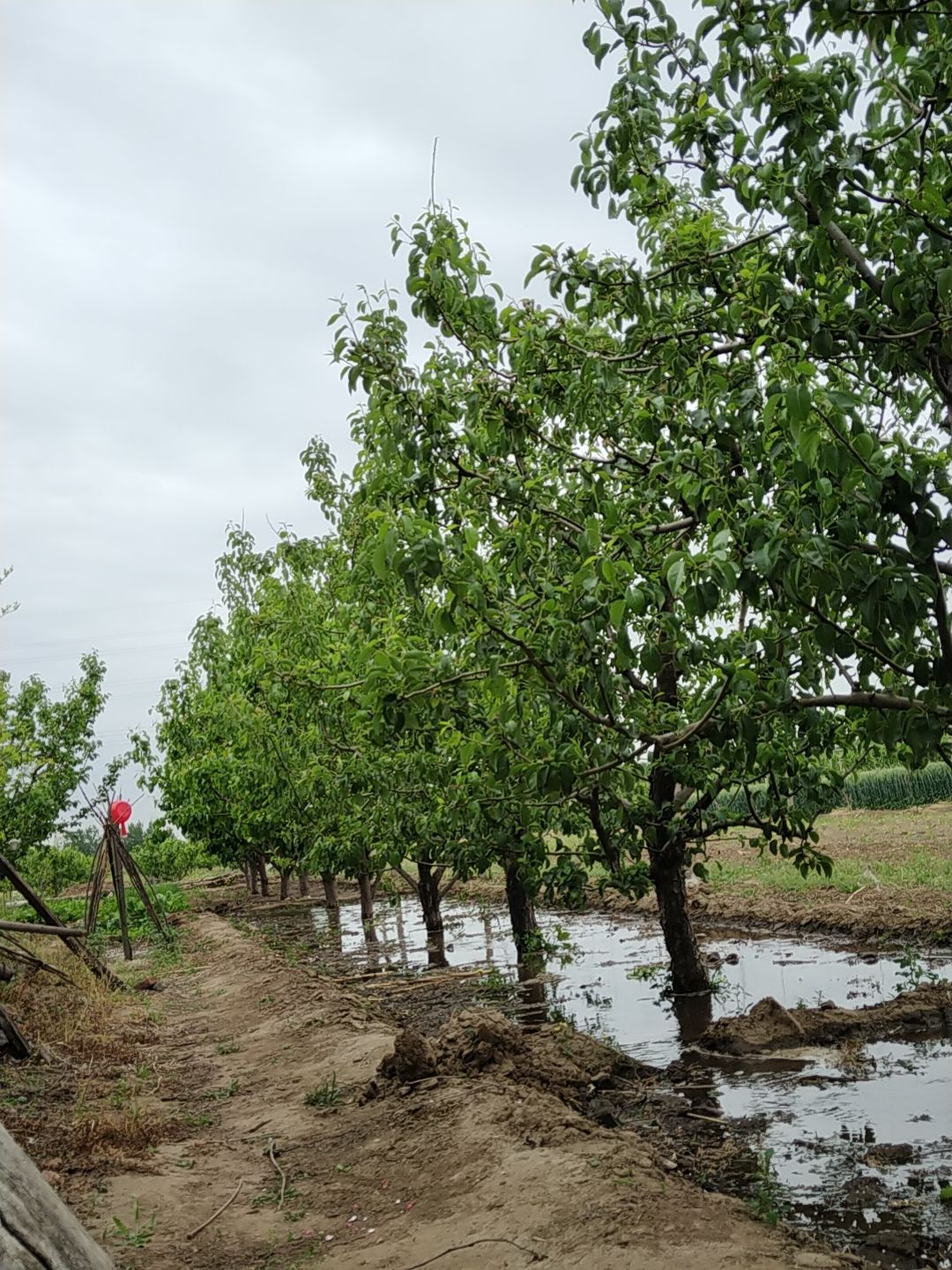 河北早巴梨新上市，软糯香甜，果农直供