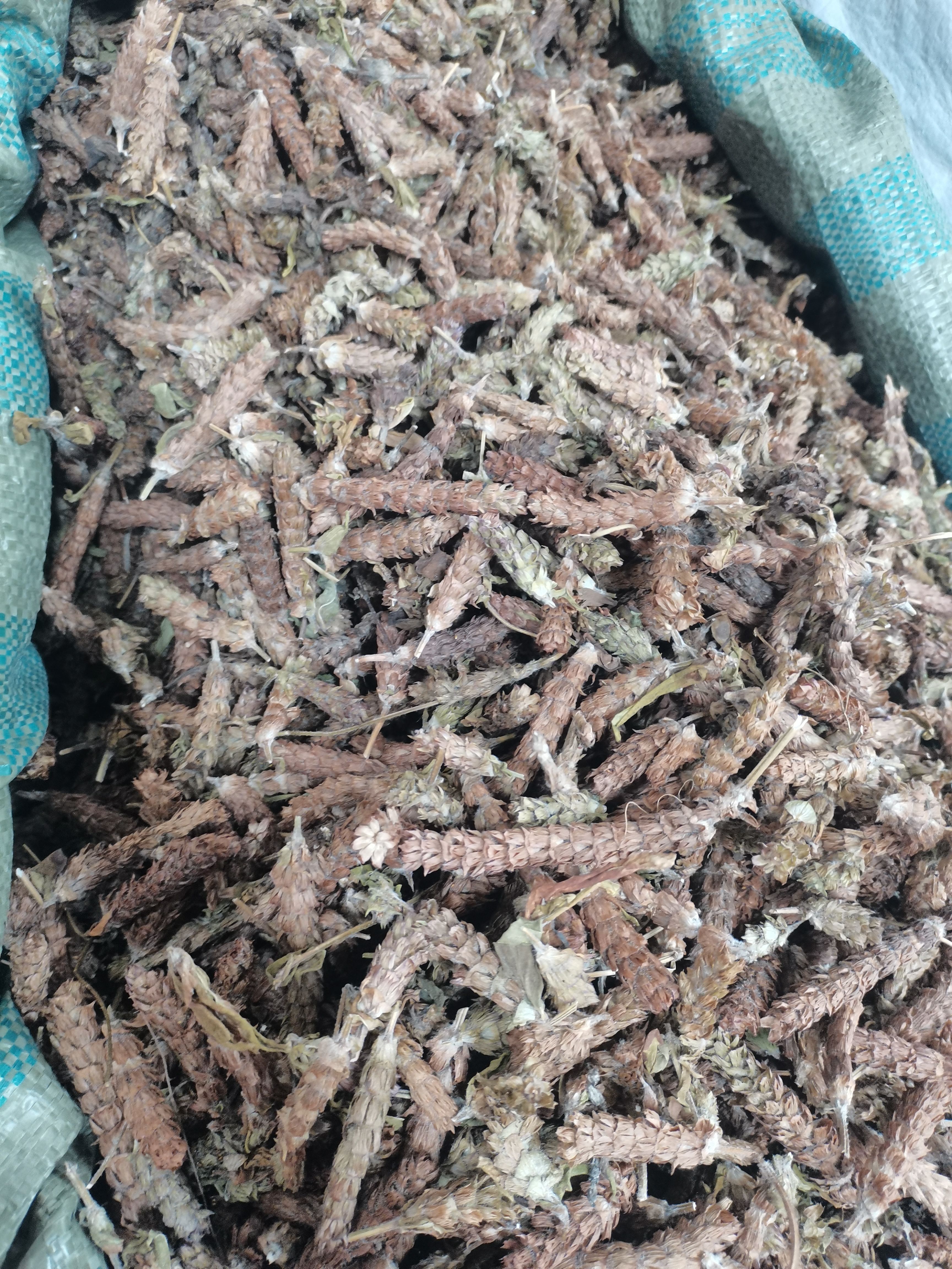 夏枯草 今年新货 夏枯草夏枯球