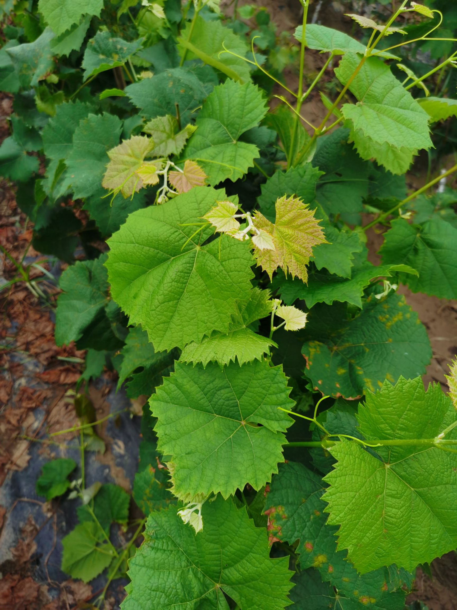 5BB嫁接阳光玫瑰葡萄苗，品种纯正 精品苗木