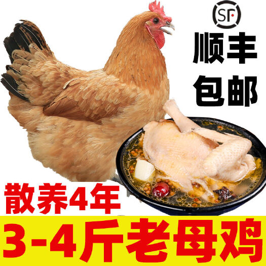 济宁土鸡  两年老母鸡3~4斤农家散养2~3年现杀现发。