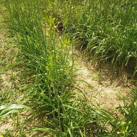 沂水县黄花菜 山东省临沂市沂水县 