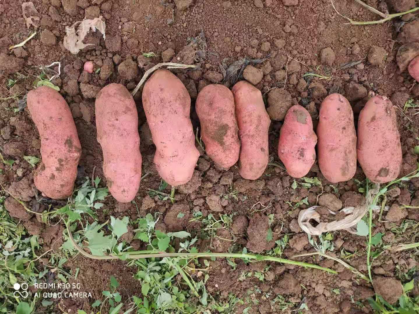 青薯9号  青薯九号