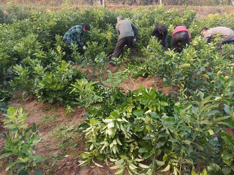 四川琯溪蜜柚苗 柚子嫁接苗 现挖保湿发货包技术高成活率