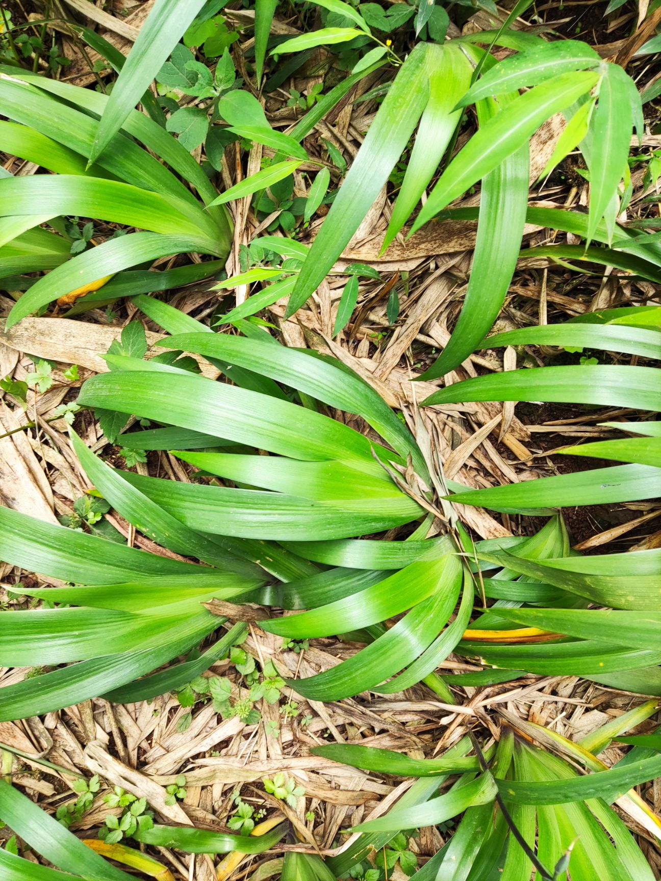 蝴蝶兰  蝴蝶花