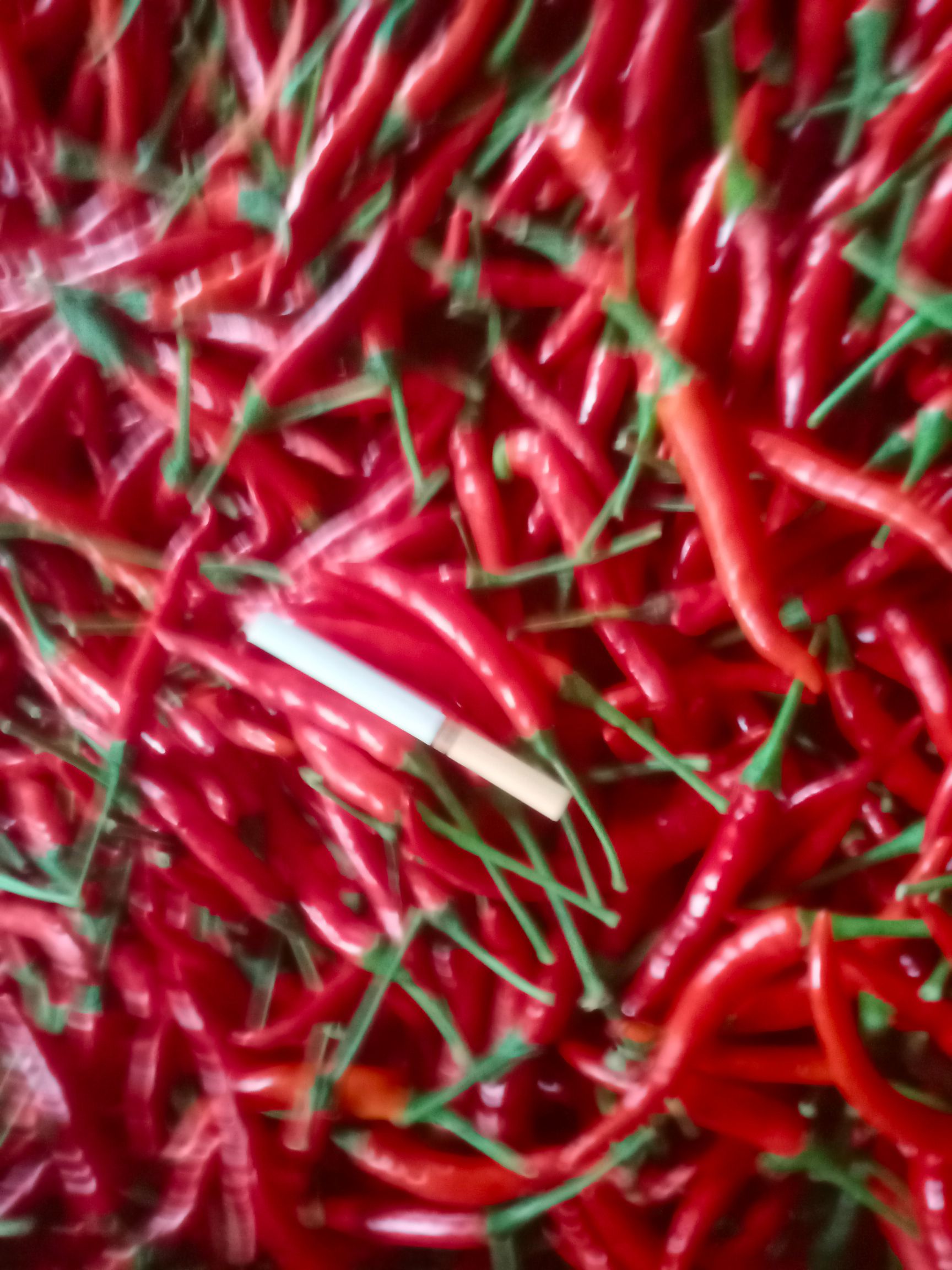 霞光果蔬  电商货小米椒  产地直供