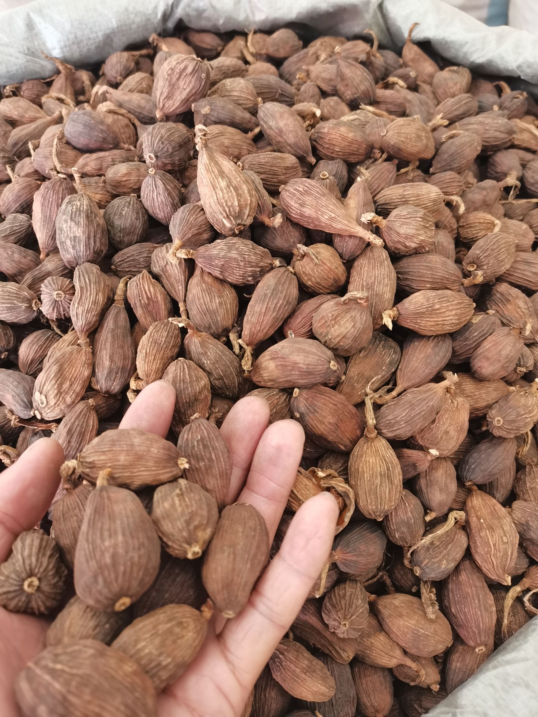 草果 草果皮 草果仁 剪把草果 各种香辛料批发中药材大全