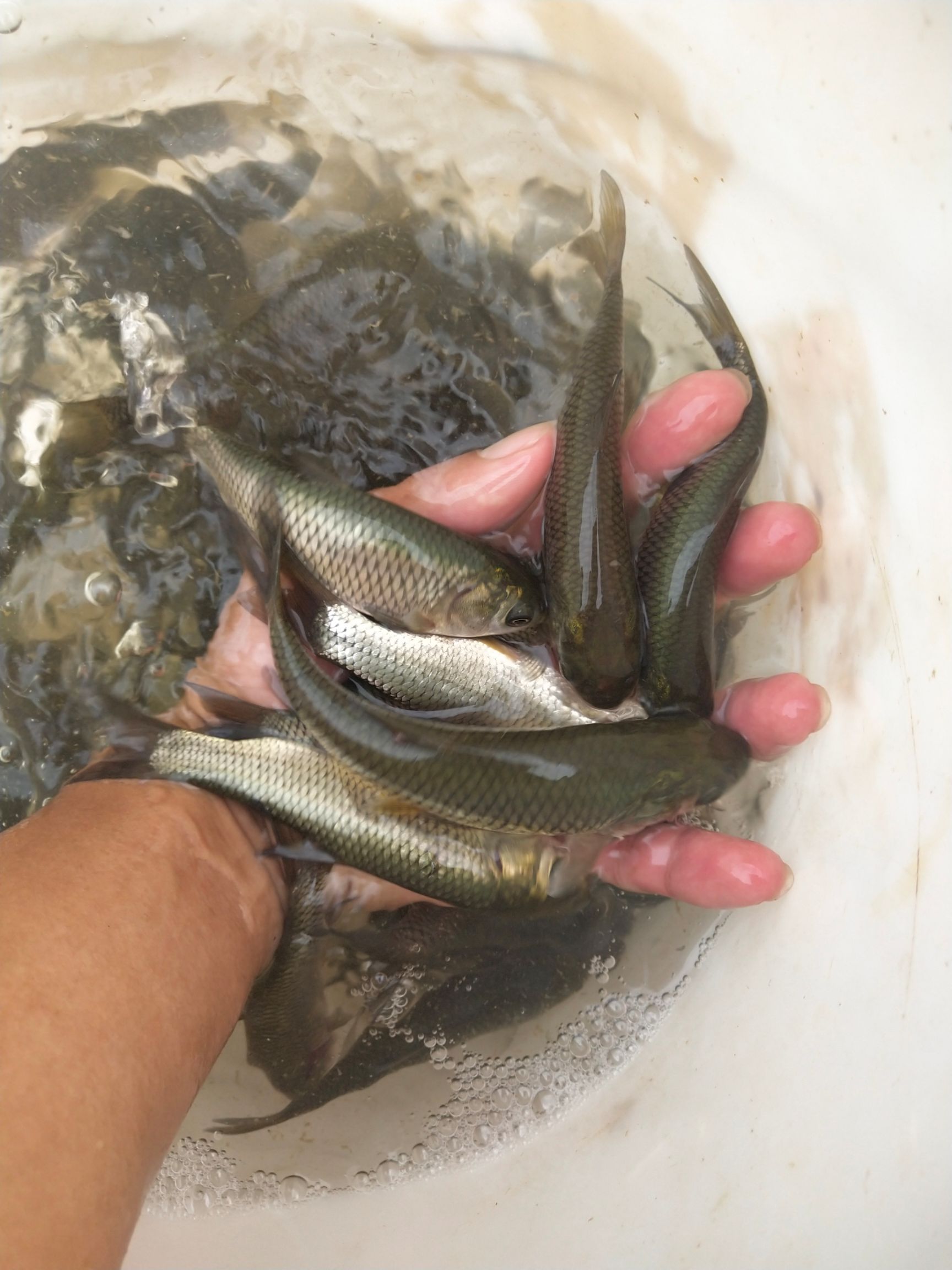 草鱼苗，场地直售，一手货源。