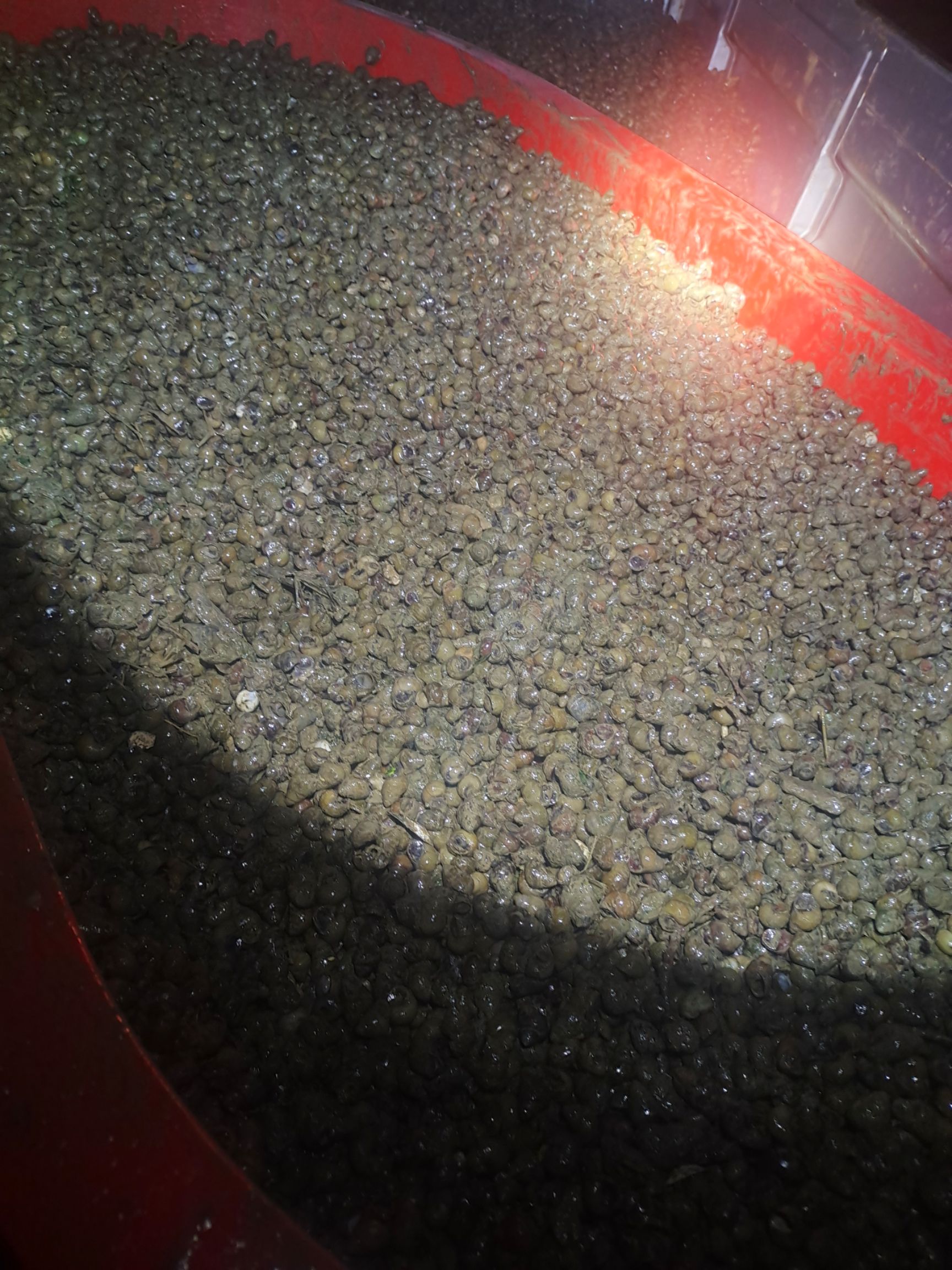  田螺大量出售 各种规格都有