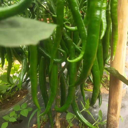 昆明线椒