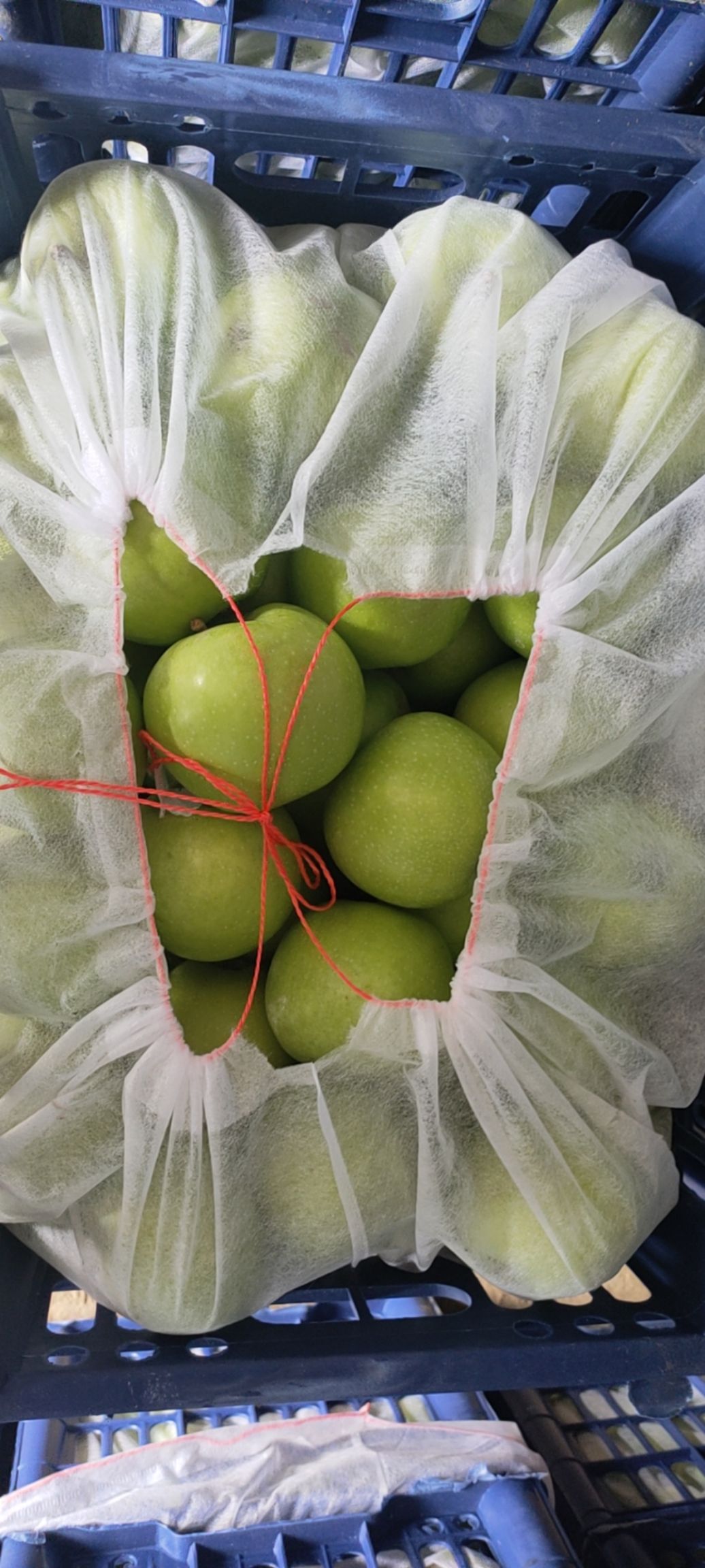 青苹果 乔纳金苹果，大量下树，酸甜多汁，欢迎新老客户来电