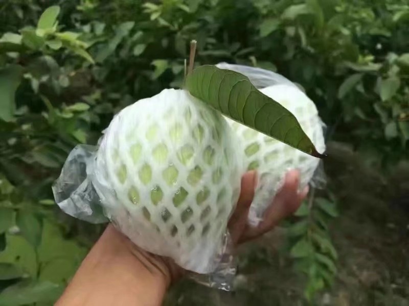  白心珍珠芭乐番石榴